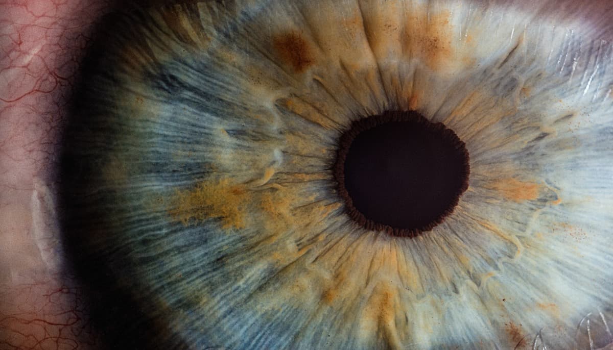 Cover image for Neurodesign & Eyetracking research